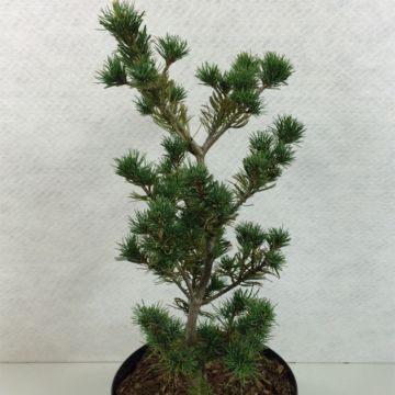 Pinus parviflora Adcock's Pyramid