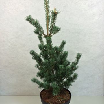 Pinus parviflora Azumi Goye