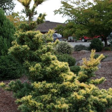 Pinus parviflora Goldilocks