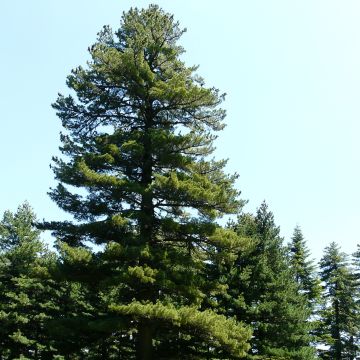 Pinus peuce - Pinheiro-da-macedónia