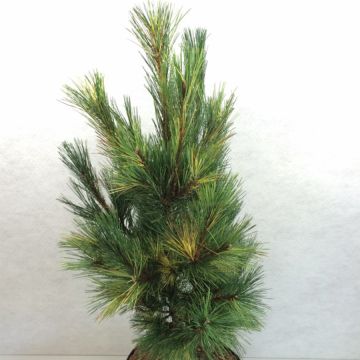 Pinus peuce Aureovariegata