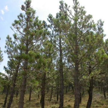 Pinus pinaster - Pinheiro-bravo