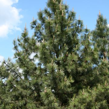 Pinus ponderosa - Pinheiro-ponderosa