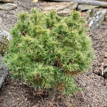 Pinus strobus Tiny Kurls