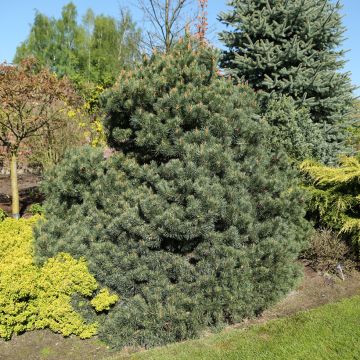 Pinus sylvestris Beuvronensis