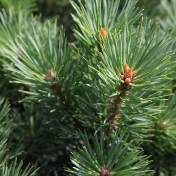 Pinus sylvestris Watereri