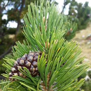 Pinus uncinata Kladská