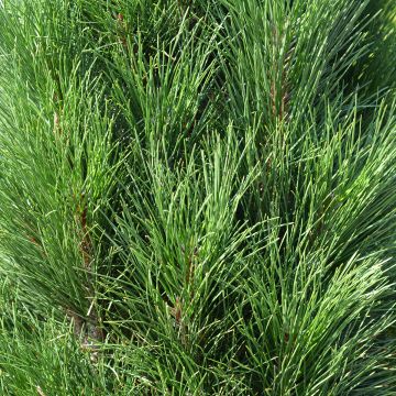 Pinus nigra Green Tower