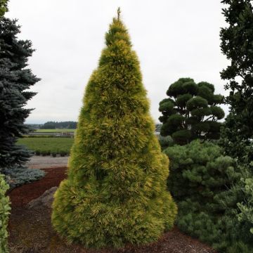 Pinus strobus Louie