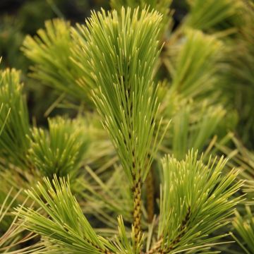 Pinus thunbergii Ogon