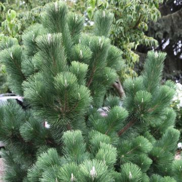 Pinus thunbergii Thunderhead - Pinheiro-negro-do-Japão