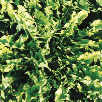 Dente-de-leão Melhorado de coração cheio