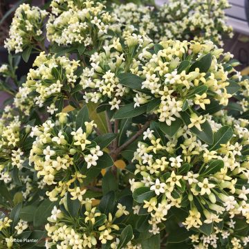 Pitósporo Green Mound