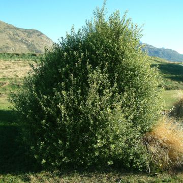 Pittosporum tenuifolium - Pitósporo negro