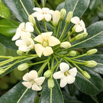 Pitosporo-do-Japão - Pittosporum tobira