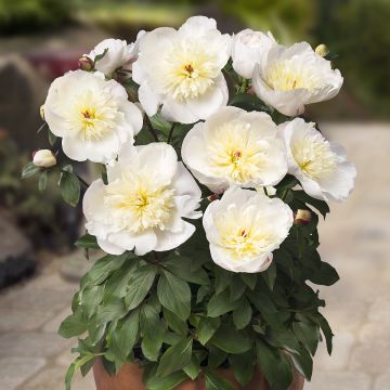 Peónia chinesa Madrid