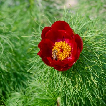 Paeonia tenuifolia