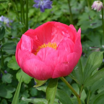 Peónia chinesa Coral Magic