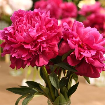 Peónia chinesa Kansas