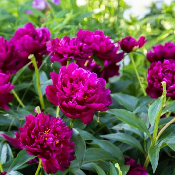 Peónia chinesa Peter Brand