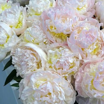 Peónia chinesa Blush Queen - Paeonia lactiflora