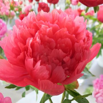 Peónia chinesa Lorelei - Paeonia lactiflora