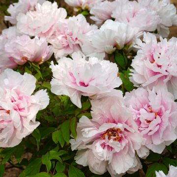 Peónia arbustiva Xue Ying Tao Hua - Paeonia suffruticosa