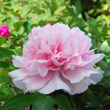 Peónia arbustiva Zhao Fen - Paeonia suffruticosa