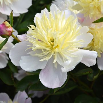 Peónia chinesa Butter Bowl - Paeonia lactiflora