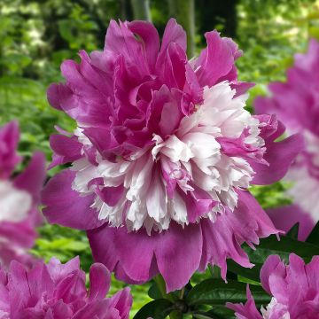 Peónia chinesa Celebrity - Paeonia lactiflora