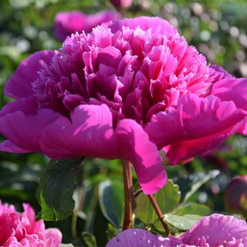 Peónia chinesa Purple Spider - Paeonia lactiflora