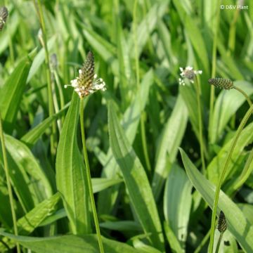 Tanchagem-pequena  - Plantago lanceolata