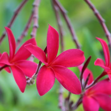 Plumeria rubra