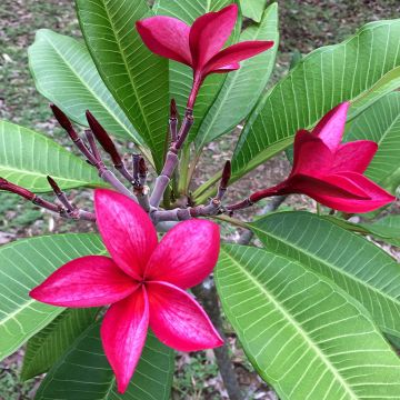 Plumeria rubra