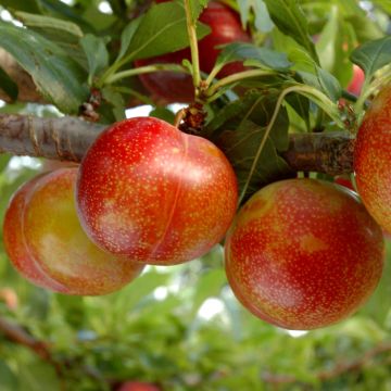 Pluot Flavor Candy - Prunus Pluot®