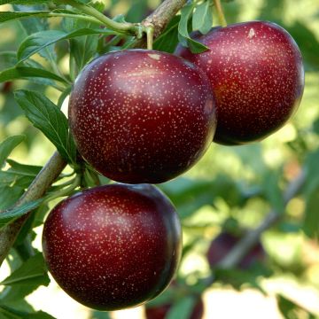 Alperce-ameixa Purple Candy - Prunus Pluot®