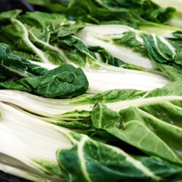 Acelga verde de caule branco, 3 variedades, B, em mudas