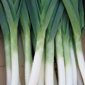 Alho francês Azul de Solaise Bio