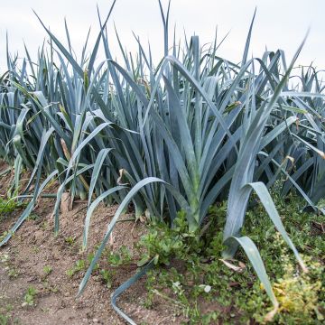 Alho francês Azul de Solaise