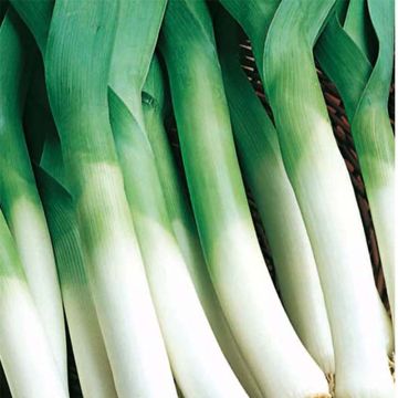 Alho francês grande e comprido de verão