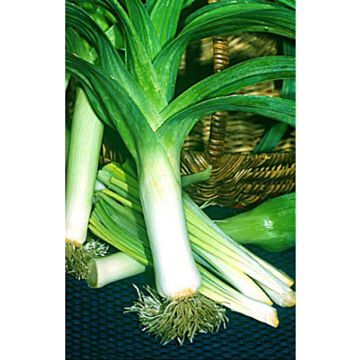 Alho francês amarelo grande de Poitou