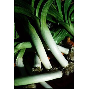 Alho francês comprido de Mezières