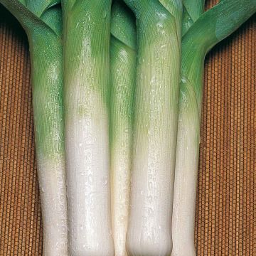 Alho francês Meridor