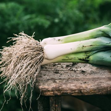 Alho francês Monstruoso de Carentan Alho francês Monstruoso de Carentan