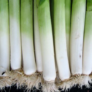 Alho francês de Gennevilliers