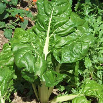 Acelga Verde para cortar - Ferme de Sainte Marthe Bio