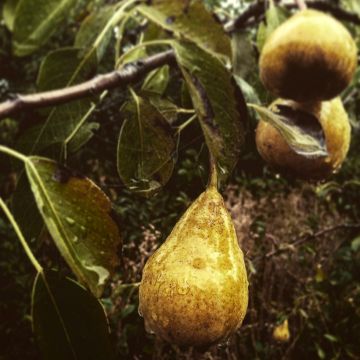 Pereira André Desportes Bio - Pyrus communis