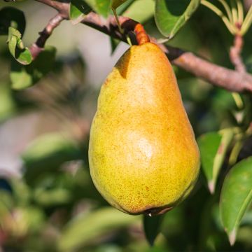 Pereira Beurré Lebrun Bio - Pyrus communis