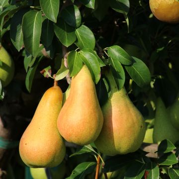 Pereira Grand Champion Bio - Pyrus communis