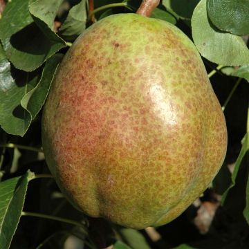 Pereira colunar Obelus - Pyrus communis